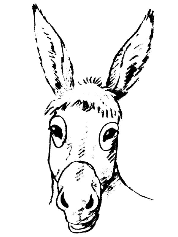 Eselsportrait-600x800